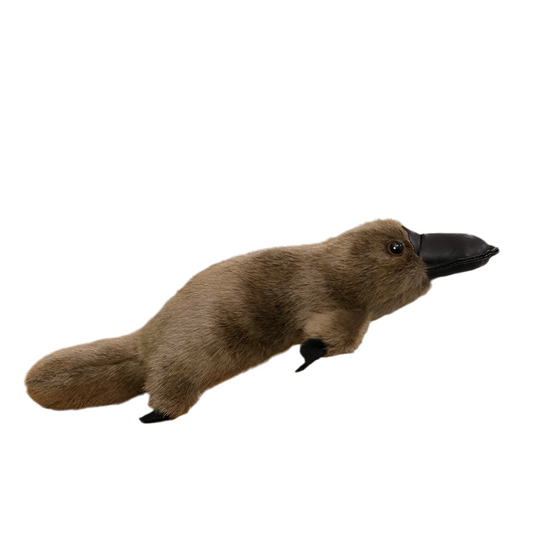 Ornithorynque en peluche Biscotte 45cm